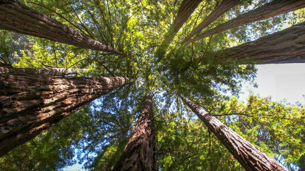 How Our Tree Care Process Works  in  Wanamassa, NJ