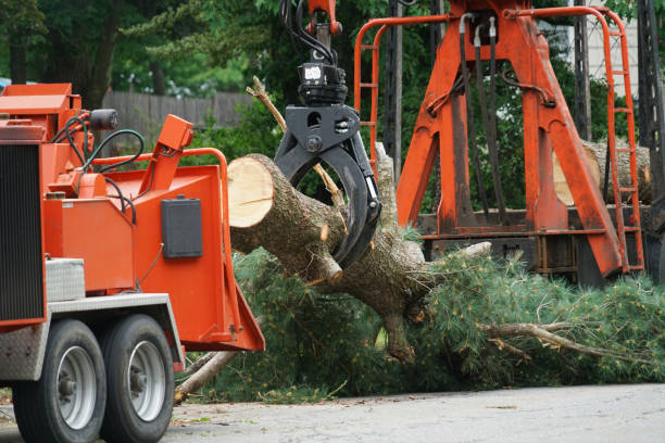 Trusted Wanamassa, NJ Tree Services Experts
